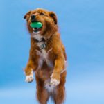 dog jumping for and catching a ball
