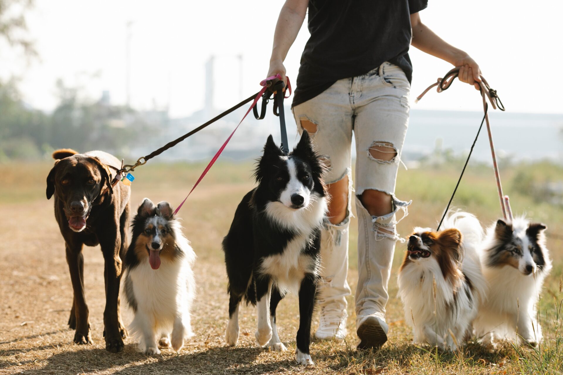 Navigating the Legal Landscape of Dog Bite Injury and Attack Accidents